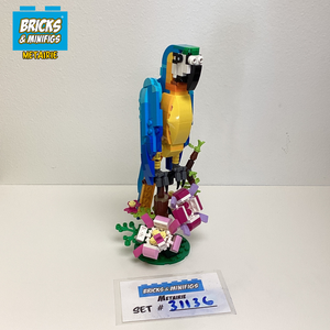 31136 Exotic Parrot (U)